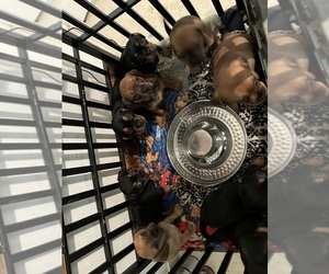 Frengle Puppy for sale in MIAMI, FL, USA