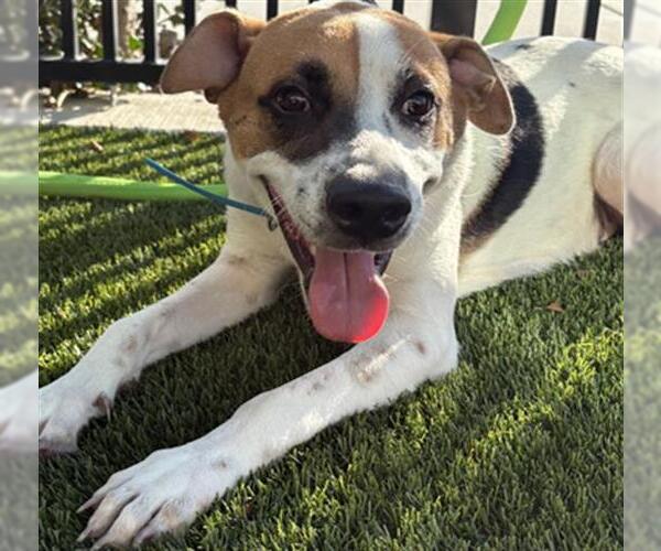 Medium Photo #1 Mutt Puppy For Sale in Baytown, TX, USA