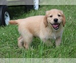 Small Photo #5 Golden Irish Puppy For Sale in JONES, MI, USA