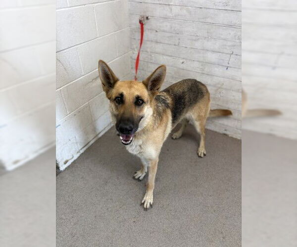 Medium Photo #1 German Shepherd Dog Puppy For Sale in San Bernardino, CA, USA