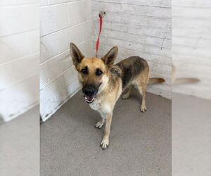 Medium German Shepherd Dog