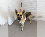 Small German Shepherd Dog