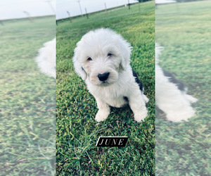 Old English Sheepdog Puppy for sale in SPRINGFIELD, IL, USA