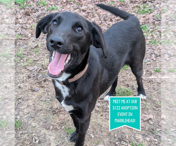 Medium Photo #5 Colonial Cocker Spaniel-Unknown Mix Puppy For Sale in Boston, MA, USA
