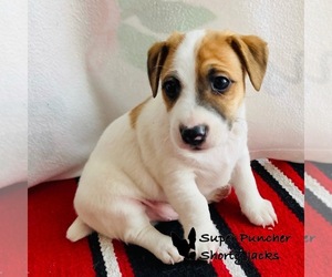 Jack Russell Terrier Puppy for sale in DELTA, CO, USA