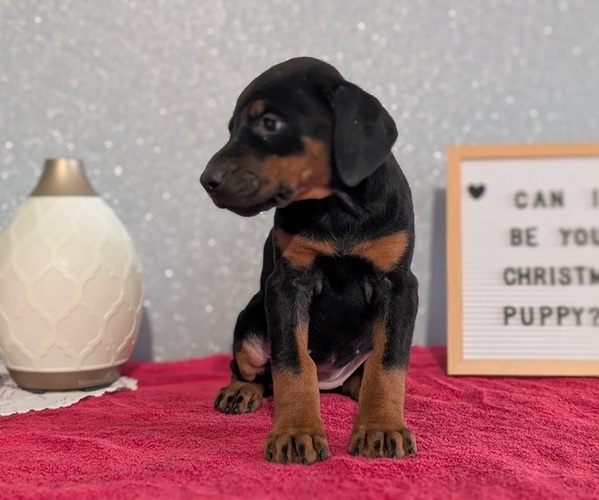 Medium Photo #3 Doberman Pinscher Puppy For Sale in GOSHEN, IN, USA