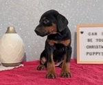 Small #2 Doberman Pinscher
