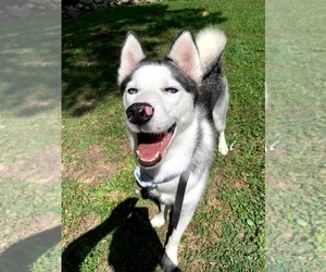 Siberian Husky Puppy for sale in INDIANA, PA, USA