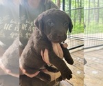 Small #2 Chesapeake Bay Retriever