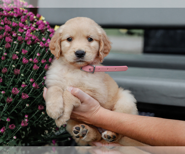 Medium Photo #4 Golden Retriever Puppy For Sale in LIBERTY, KY, USA