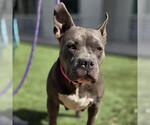 Small Bulldog Mix