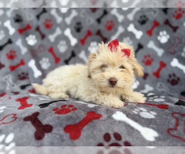 Medium Photo #2 Havapoo Puppy For Sale in LAKELAND, FL, USA