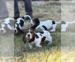 Small Photo #2 Basset Hound Puppy For Sale in GAITHERSBURG, MD, USA
