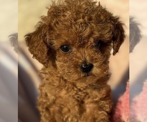 Poodle (Toy) Puppy for Sale in FOUNTAIN VALLEY, California USA