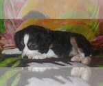 Small Photo #17 Australian Shepherd-Cavalier King Charles Spaniel Mix Puppy For Sale in HOWLAND, OH, USA