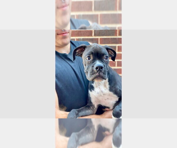 Medium Photo #2 Boxer Puppy For Sale in Austin, TX, USA