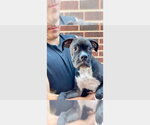 Small #1 Boxer