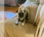 Small #1 Puggle