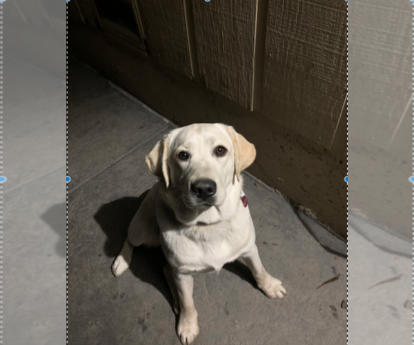 Medium Photo #1 Labrador Retriever Puppy For Sale in HOLLISTER, CA, USA