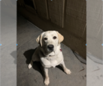 Small Photo #1 Labrador Retriever Puppy For Sale in HOLLISTER, CA, USA