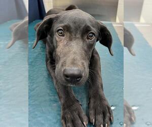 Labrador Retriever Dogs for adoption in Mobile, AL, USA