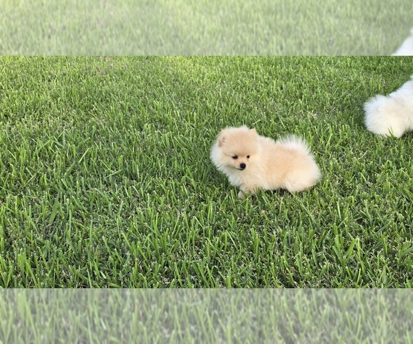 Medium Photo #2 Pomeranian Puppy For Sale in MONTGOMERY, TX, USA