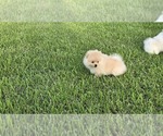 Small #1 Pomeranian
