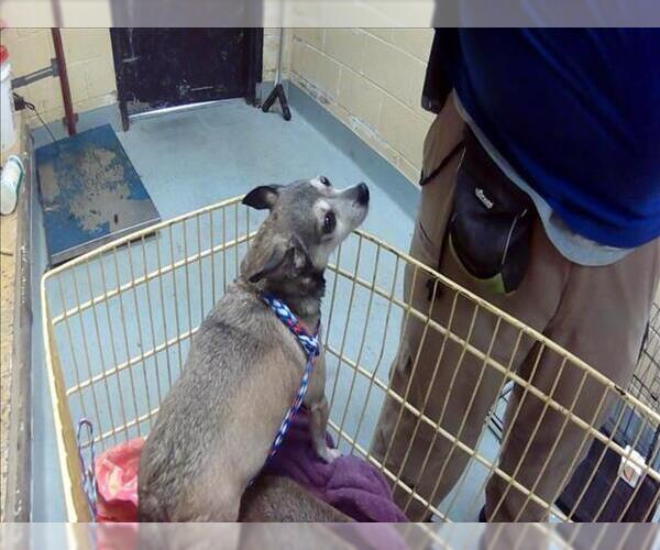 Medium Photo #1 Chihuahua Puppy For Sale in Tulsa, OK, USA