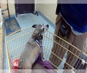 Chihuahua Dogs for adoption in Tulsa, OK, USA