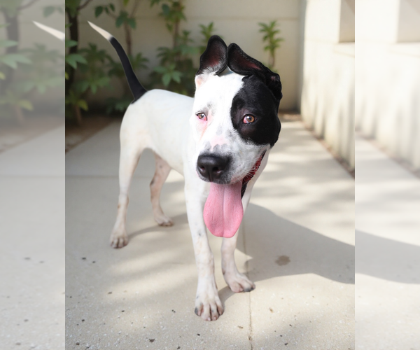 Medium Photo #2 Mutt Puppy For Sale in Pasadena, CA, USA