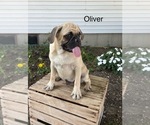 Image preview for Ad Listing. Nickname: Oliver