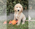 Small #3 Goldendoodle (Miniature)