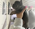 Small #5 French Bulldog