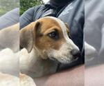 Small Mutt