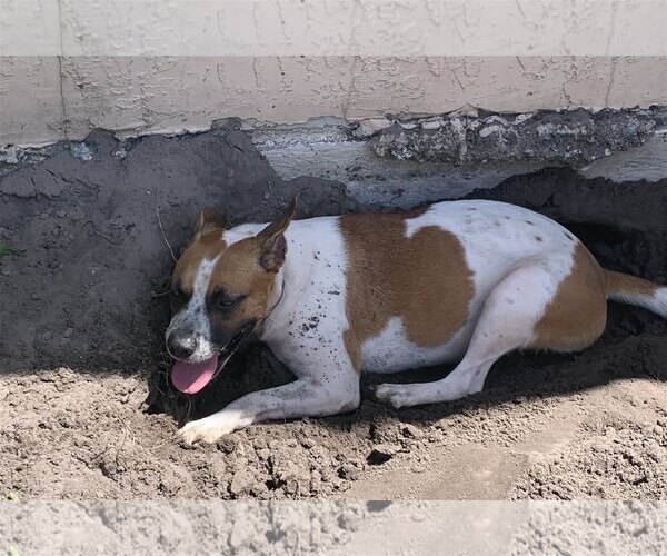 Medium Photo #7 Mutt Puppy For Sale in Sanford, FL, USA