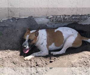 Norma - Female Mutt Dog for Adoption - Photo #7