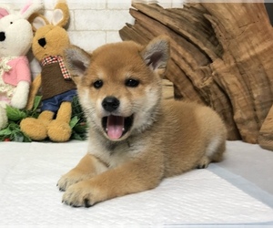Shiba Inu Puppy for sale in REDWOOD CITY, CA, USA