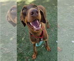 Small #1 Doberman Pinscher Mix