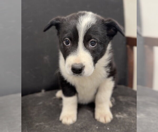 Medium Photo #2 Mutt Puppy For Sale in Bemidji, MN, USA