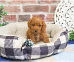 Small Photo #2 Cavapoo (Miniature) Puppy For Sale in SYRACUSE, IN, USA