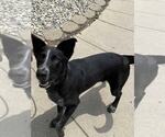 Small #4 Border Collie Mix