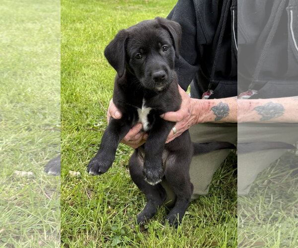 Medium Photo #4 Labrador Retriever-Unknown Mix Puppy For Sale in Stevens Point, WI, USA
