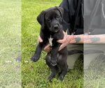 Small #3 Labrador Retriever Mix