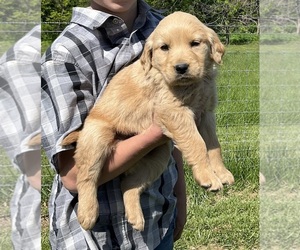 Golden Retriever Puppy for sale in MEMPHIS, MO, USA