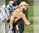 Small Golden Retriever