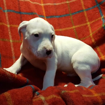 Medium Photo #253 Dogo Argentino Puppy For Sale in JANE, MO, USA