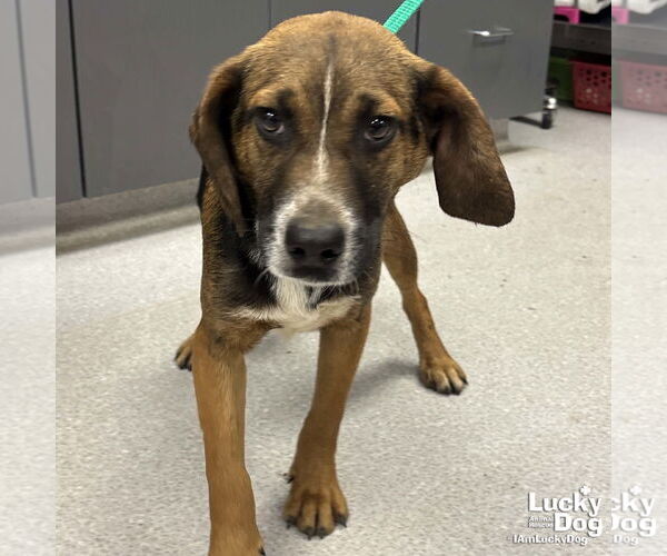 Medium Photo #2 Australian Shepherd-Beagle Mix Puppy For Sale in Washington, DC, USA