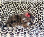 Small #6 ShihPoo