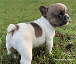 Small Photo #5 French Bulldog Puppy For Sale in EUSTACE, TX, USA