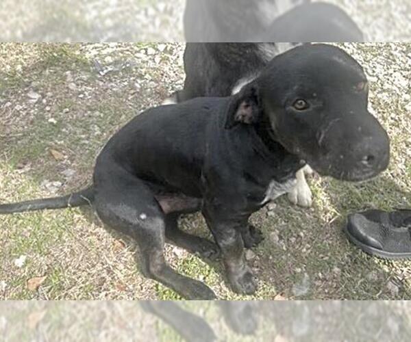 Medium Photo #2 American Pit Bull Terrier-Unknown Mix Puppy For Sale in Houston, TX, USA